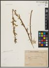Foto von Salix acmophylla Boiss.